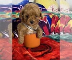 Small #16 Poodle (Toy)