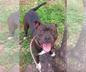 American Staffordshire Terrier Dogs for adoption in Fort Lauderdale, FL, USA