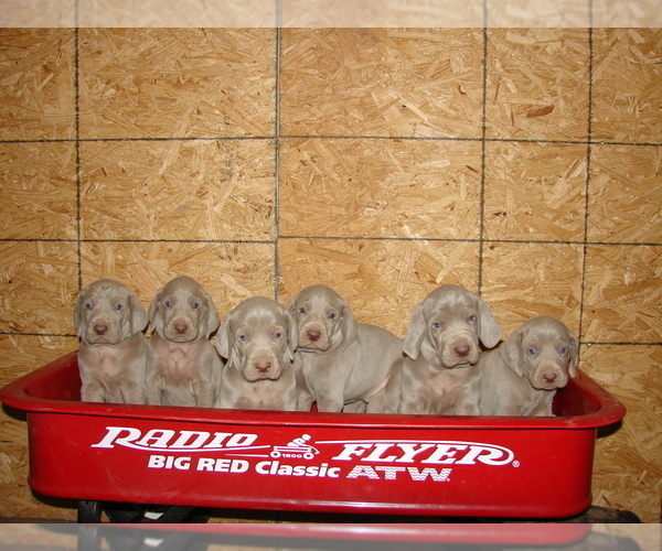 Medium Photo #6 Weimaraner Puppy For Sale in AMORITA, OK, USA