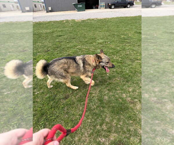 Medium Photo #3 German Shepherd Dog-Unknown Mix Puppy For Sale in Pierceton , IN, USA