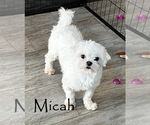 Small Photo #1 Maltese Puppy For Sale in ROCK VALLEY, IA, USA