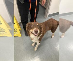 Australian Shepherd Dogs for adoption in Baytown, TX, USA