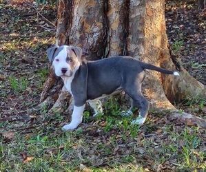 American Bully-American Pit Bull Terrier Mix Puppy for sale in PALM COAST, FL, USA