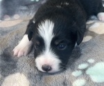 Small #2 Miniature Australian Shepherd