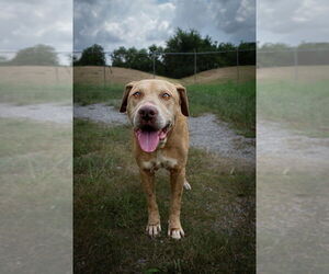 Labrador Retriever-Unknown Mix Dogs for adoption in Abbeville, LA, USA