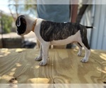 Puppy Snickers American Bulldog