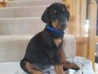 Small Photo #1 Doberman Pinscher Puppy For Sale in CEDAR CREST, NM, USA