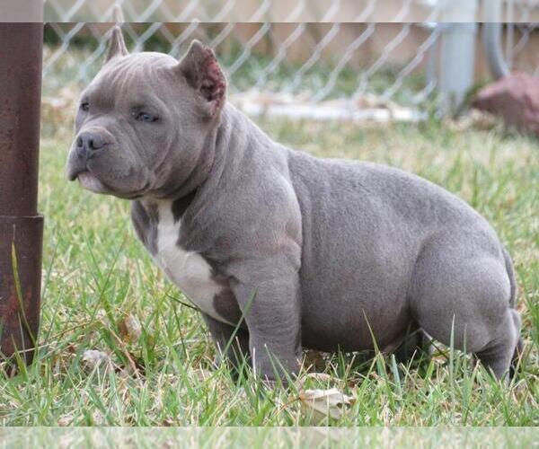 Medium Photo #1 American Bully Puppy For Sale in BURLINGTON JUNCTION, MO, USA
