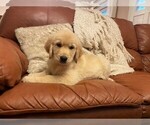 Small Photo #4 Golden Retriever Puppy For Sale in ABERDEEN, NC, USA
