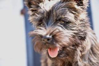 Father of the Cairn Terrier puppies born on 08/03/2016