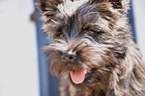 Small Photo #1 Cairn Terrier Puppy For Sale in ROCKFORD, IL, USA