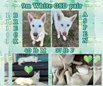 Small Photo #4 Siberian Husky Puppy For Sale in Dallas, TX, USA