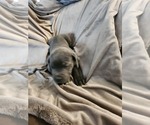 Small Photo #5 Cane Corso Puppy For Sale in RUTHERFORDTON, NC, USA