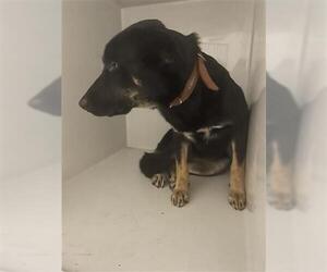 German Shepherd Dog Dogs for adoption in Houston, TX, USA