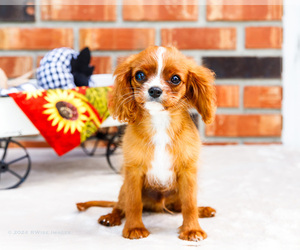 Cavalier King Charles Spaniel Puppy for Sale in WAKARUSA, Indiana USA