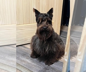 Father of the Schnauzer (Miniature) puppies born on 12/21/2025