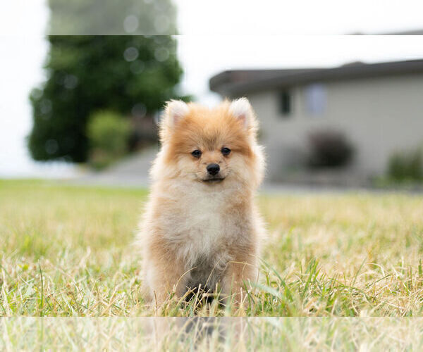 Medium Photo #6 Pomeranian Puppy For Sale in WARSAW, IN, USA