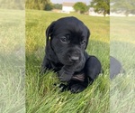 Puppy Puppy 6 lacy Labrador Retriever