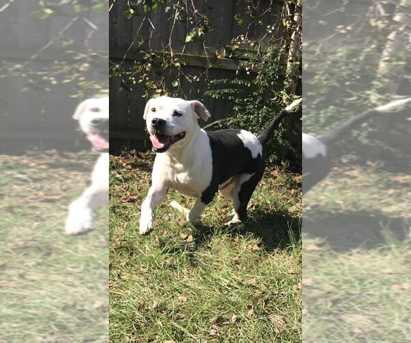 Medium Photo #2 American Bulldog Puppy For Sale in Jackson, MS, USA