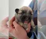 Small Photo #11 Pomsky Puppy For Sale in LOVELAND, CO, USA