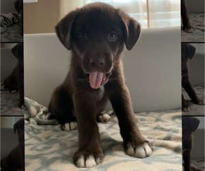 Labrador Retriever-Siberian Husky Mix Puppy for sale in THOMASVILLE, NC, USA