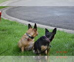 Small #5 American Rat Pinscher