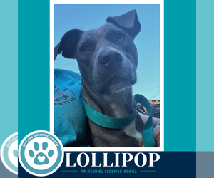 Lollipop 100326 - Female Mutt Dog for Adoption - Photo #3