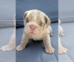 Puppy Lazy Bone English Bulldog