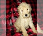 Small Photo #10 Aussie-Poo-Aussiedoodle Mix Puppy For Sale in LINCOLN, AL, USA