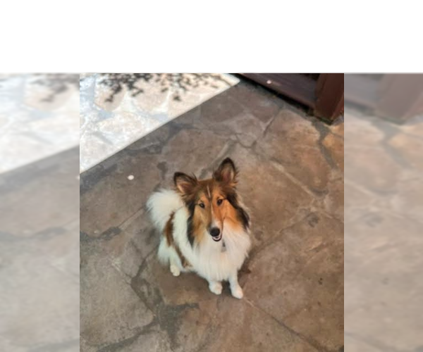 Medium Photo #1 Mutt Puppy For Sale in Pueblo West, CO, USA