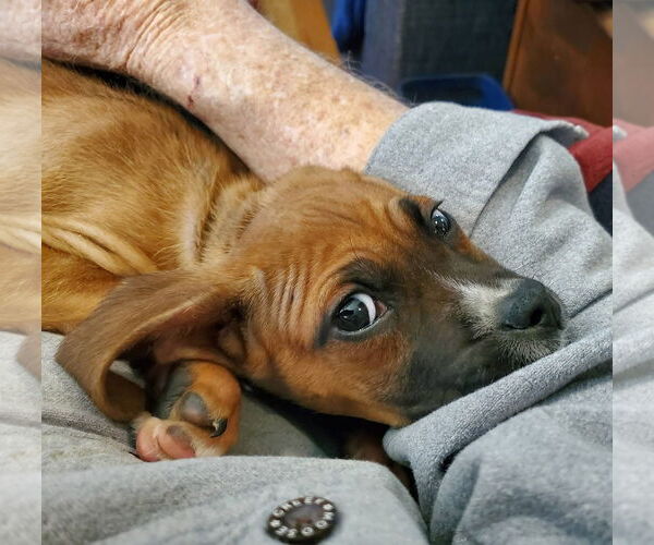 Medium Photo #2 Boxer-Greater Swiss Mountain Dog Mix Puppy For Sale in Stanwood, WA, USA