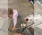 Small Photo #3 American Bulldog-Unknown Mix Puppy For Sale in Spotsylvania, VA, USA