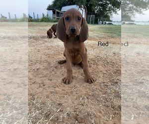 Medium Redbone Coonhound