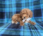 Small #3 Cockapoo (Miniature)
