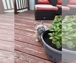 Small Photo #12 French Bulldog Puppy For Sale in KANSAS CITY, MO, USA