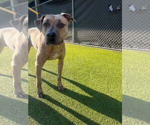 Mutt Dogs for adoption in Hilton Head, SC, USA