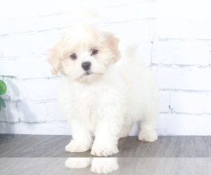 Bichon Frise-Zuchon Mix Puppy for sale in RED LION, PA, USA