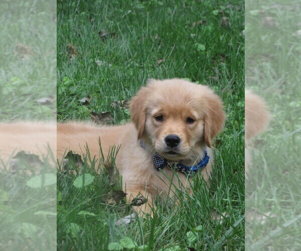 Medium Photo #16 Golden Retriever Puppy For Sale in MECHANICSVILLE, MD, USA