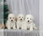 Small Photo #2 Bichon Frise Puppy For Sale in GAP, PA, USA