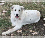 Small #7 Great Pyrenees