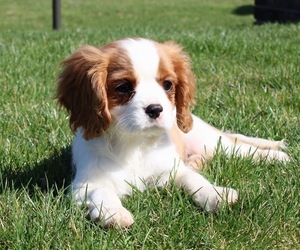 Cavalier King Charles Spaniel Puppy for Sale in REINHOLDS, Pennsylvania USA