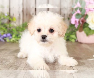 Zuchon Puppy for sale in MOUNT VERNON, OH, USA