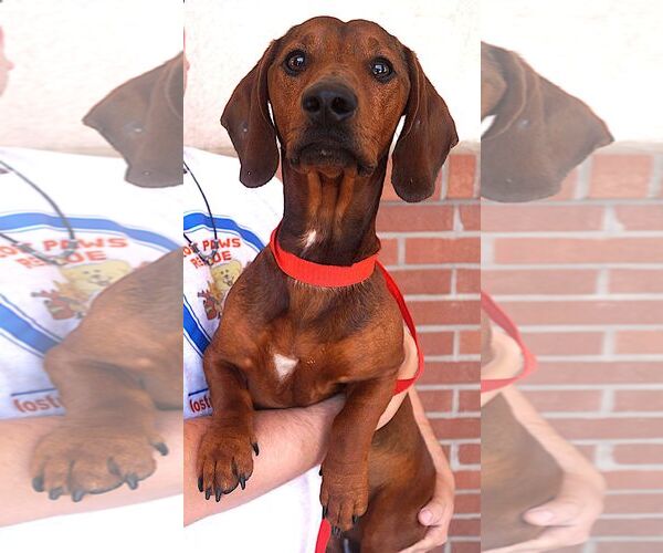 Medium Photo #2 Dachshund Puppy For Sale in Carrollton, TX, USA