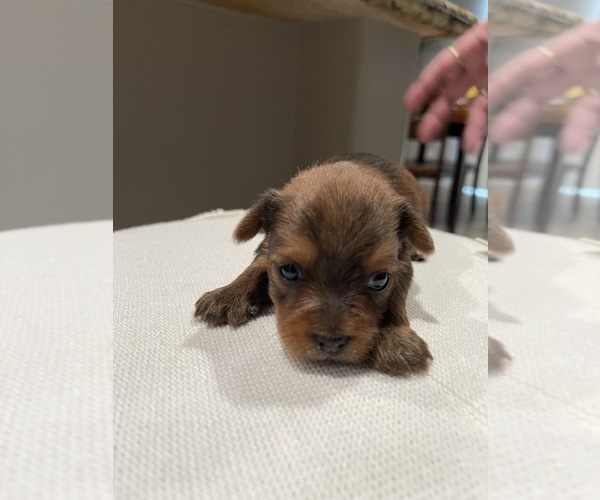 Medium Photo #10 Yorkshire Terrier Puppy For Sale in RANCHO CORDOVA, CA, USA