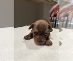 Small #9 Yorkshire Terrier
