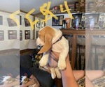 Small Photo #3 Basset Hound Puppy For Sale in JEFFERSON, NY, USA