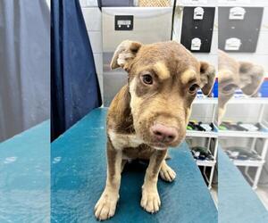 American Bulldog-Unknown Mix Dogs for adoption in Mobile, AL, USA