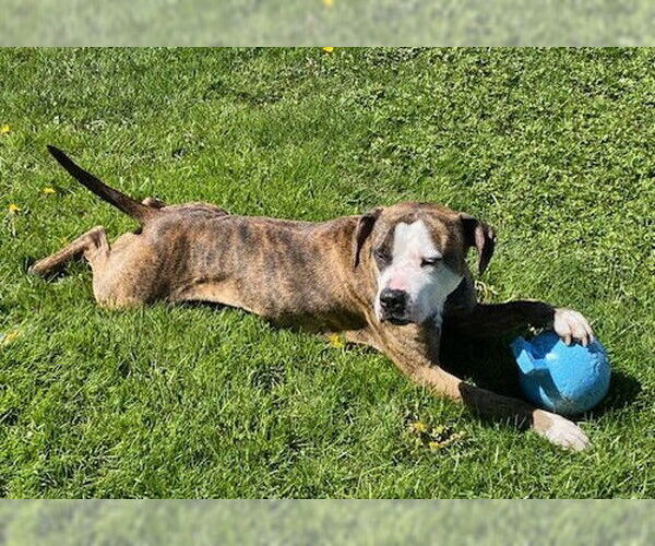Medium Photo #10 American Pit Bull Terrier-Unknown Mix Puppy For Sale in Lockport, NY, USA