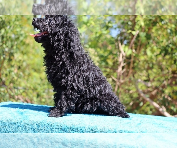 Medium Photo #7 Poodle (Toy) Puppy For Sale in DYERSBURG, TN, USA