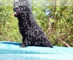 Small #6 Poodle (Toy)